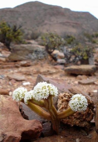 Crassula pyramidalis